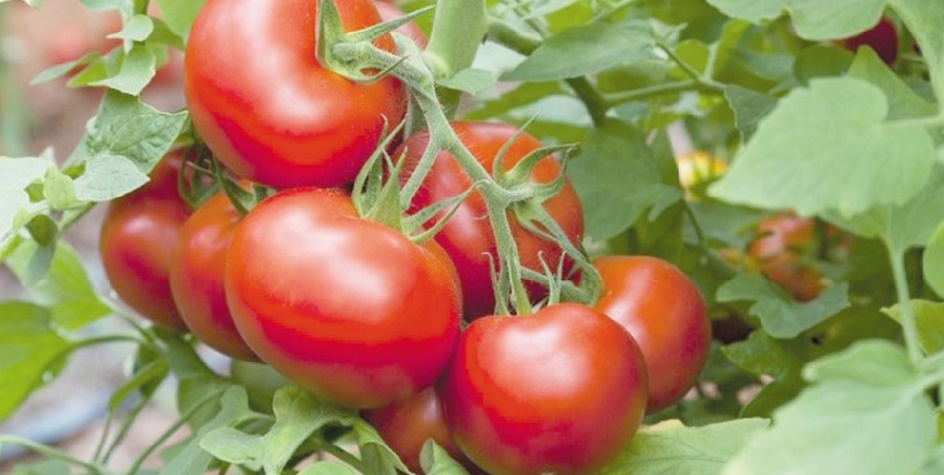 La tomate marocaine s’exporte bien vers l’Union Européenne