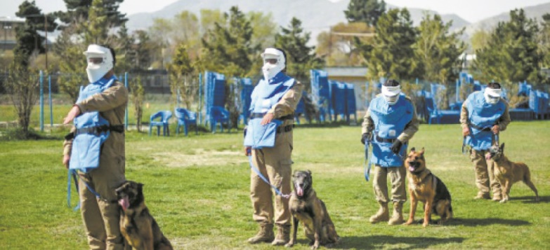 En Afghanistan, le meilleur ami de l'homme est un chien renifleur d'explosifs