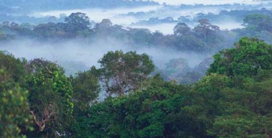 Les forêts tropicales, un “poumon” qui s'essouffle