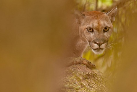 Insolite : Lynx et panthères