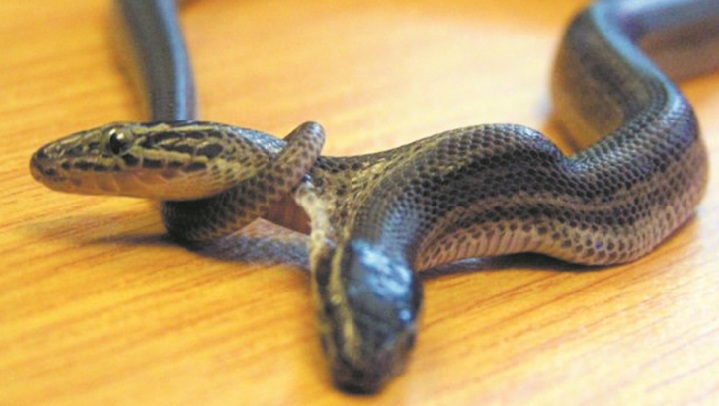 Insolite : Un serpent à deux têtes découvert à Bali