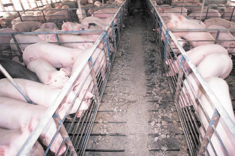De Roumanie en Bulgarie, une vaine course contre la peste porcine