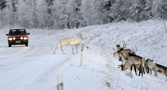 Insolite : Un renne envoie une dizaine de soldats à l'hôpital après une collision de blindés