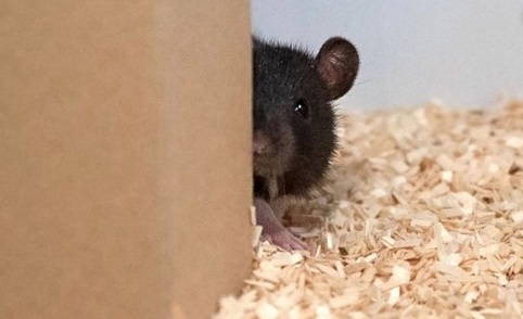 Des chercheurs ont appris à des rats à jouer à cache-cache