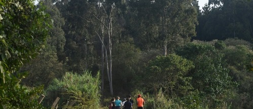 A Nairobi, la forêt de Karura renaît