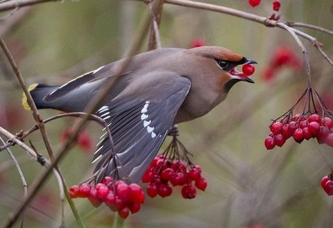 Insolite : Des oiseaux se saoulent de baies fermentées