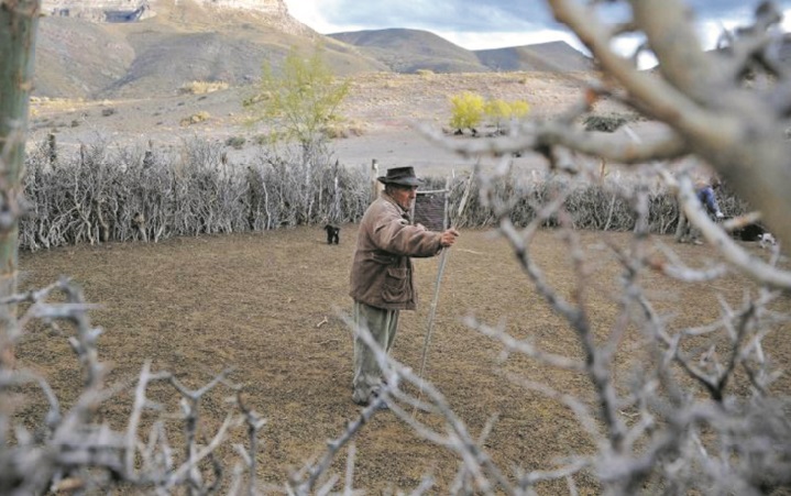 Sur les terres du Malbec argentin, les élevages de chèvres ont soif