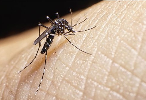 Les moustiques de plus en plus résistants aux insecticides