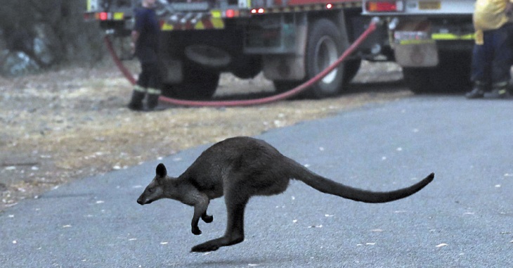 Les incendies en Australie déciment koalas et autres espèces sauvages uniques