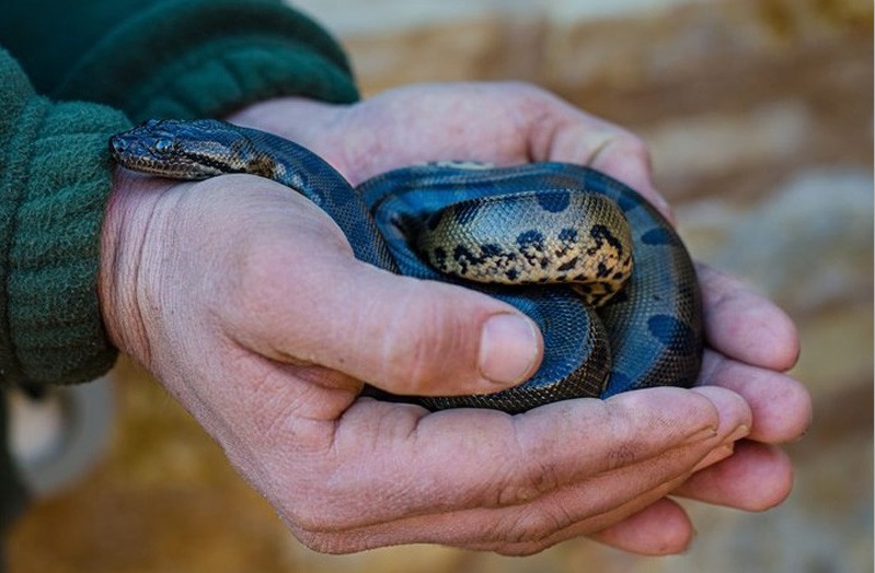 Naissance de 26 bébés anacondas au Crocoparc d’Agadir