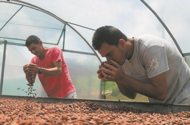 Le cacao bio commence à sortir des petits paysans brésiliens de la misère