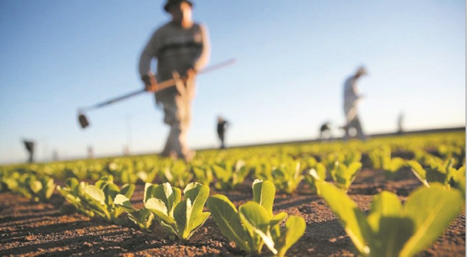 Agriculture et développement rural au Maroc