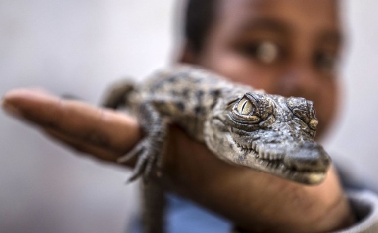 Les crocodiles du Nil, animaux de compagnie des Nubiens d’Assouan