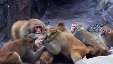 Insolite : Bagarre entre deux clans de macaques