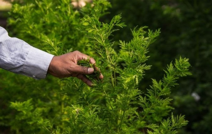 ​A Madagascar et à travers l'Afrique, la ruée controversée vers l'artemisia