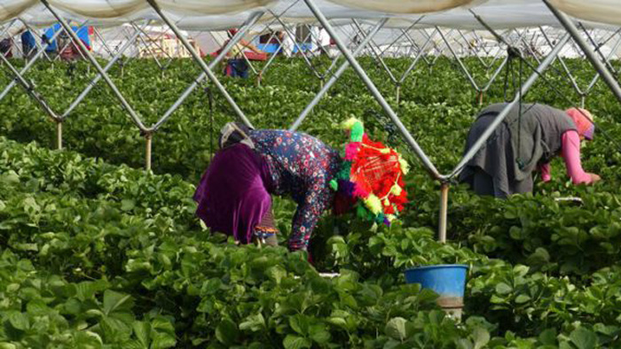 7000 saisonnières marocaines bloquées à Huelva début  juin