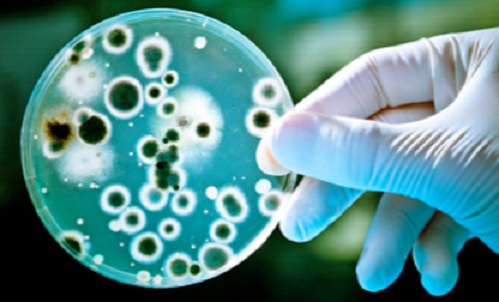 Regard abrégé sur la flore intestinale microbienne de l’homme Regard abrégé sur la flore intestinale microbienne de l’homme