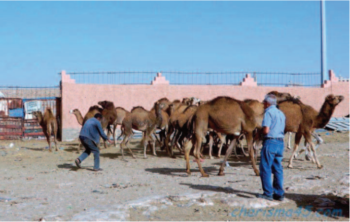 Réouverture du plus grand marché aux dromadaires du Sud marocain