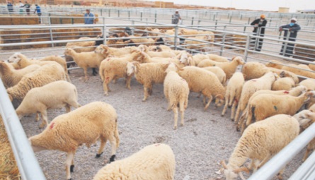 ​La province de Jerada se dote d'un marché moderne de bestiaux
