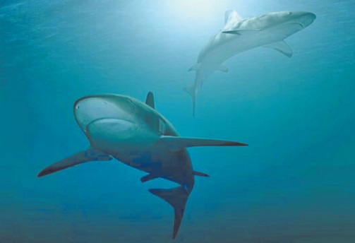 ​Le WWF appelle les pays méditerranéens à lutter  effectivement contre la pêche illégale des requins et des raies