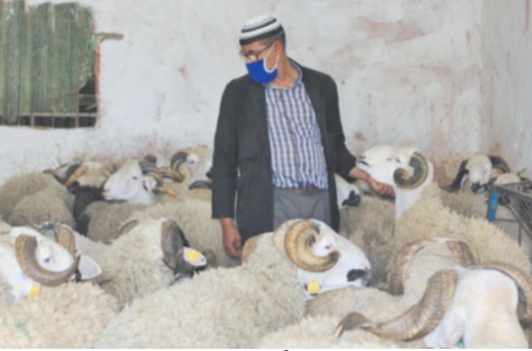 Plus de 7,2 millions d'ovins et de caprins identifiés pour l'immolation rituelle de l'Aïd Al Adha