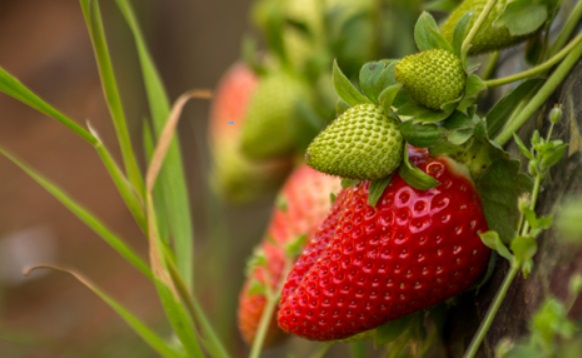 ​Le secteur des fruits rouges a besoin de "reconnaissance et d’encouragement"