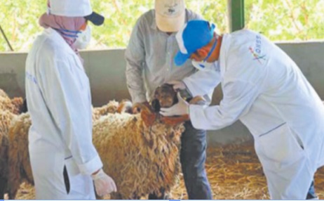 Pour l’ONSSA, la Fête du sacrifice s’est déroulée dans de bonnes conditions d’hygiène et de santé animale