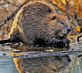 Le retour des castors Le retour des castors