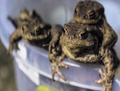 ​Les grenouilles aussi peuvent avoir un harem de reproduction