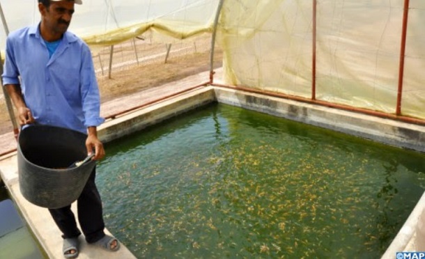 ​A Béni Mellal, la pisciculture pour sauver l’agriculture