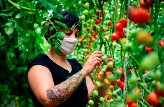 ​Aubergines et tomates prennent de la hauteur sur les toits de Montréal