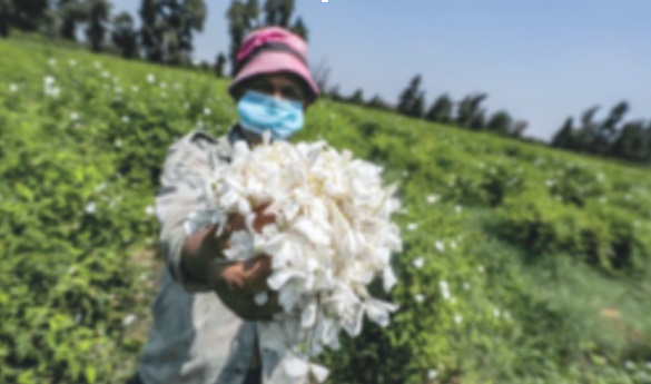 ​Un village égyptien embaume le monde d'effluves de jasmin