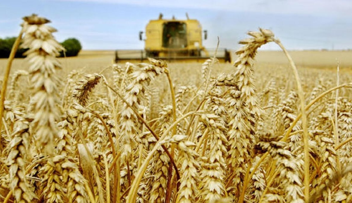 La production céréalière nationale accuse une forte baisse à 32 millions de quintaux