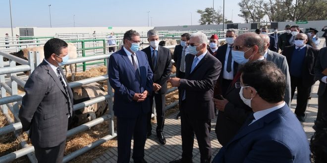 Inauguration à Sidi Bennour d’un marché moderne à bestiaux