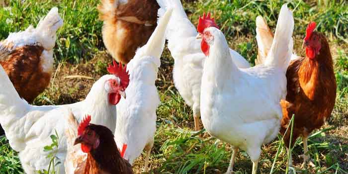 La flambée des prix du poulet résulte d' une baisse significative de l'offre