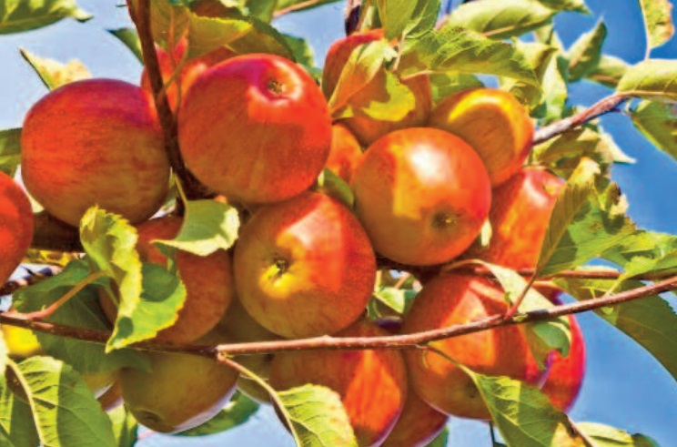 Les filières arboricoles phares se préparent à de bonnes récoltes