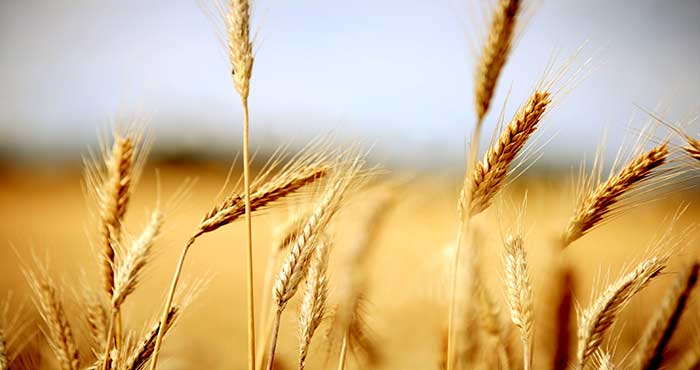 La production mondiale de céréales devrait se maintenir à un niveau historique cette année