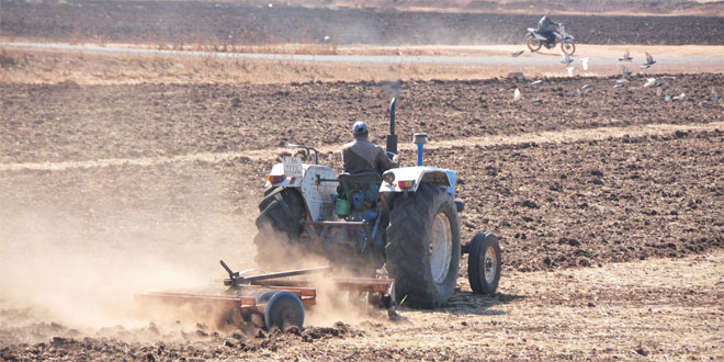Les précipitations font le bonheur des agriculteurs