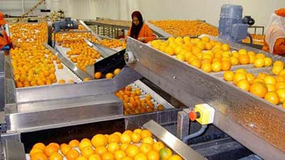 Des perspectives prometteuses pour les exportations des produits agricoles