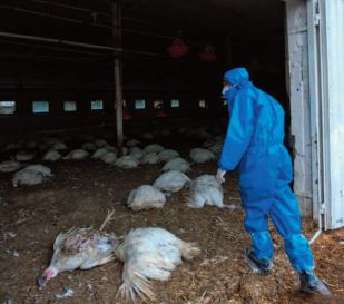 La Russie dit avoir détecté le premier cas de transmission à l'humain de la grippe aviaire H5N8