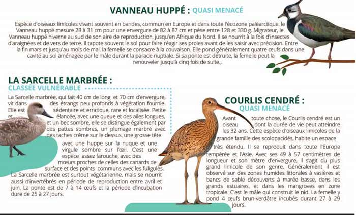 Creuset de biodiversité, la zone humide de Dar Bouazza menacée Creuset de biodiversité, la zone humide de Dar Bouazza menacée