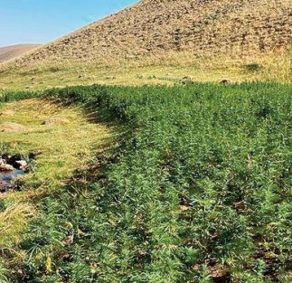 Le projet de loi portant sur l’ usage licite du cannabis disséqué à Taounate