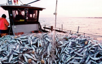 Débat sur la pêche maritime et les opportunités d’investissement dans la région de Guelmim-Oued Noun