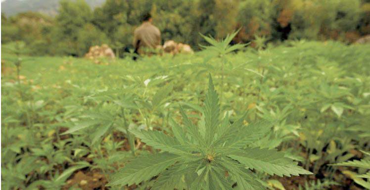 La légalisation du cannabis suscite appréhension et explication