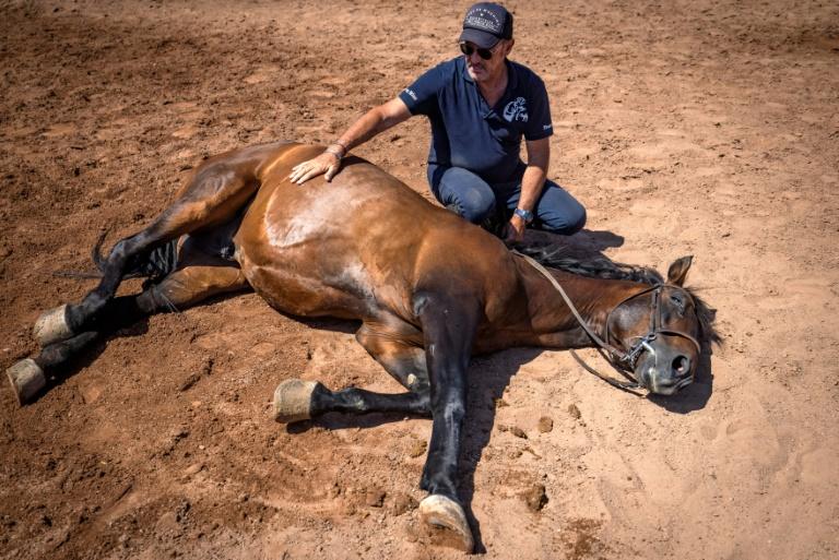 Tournage de films étrangers au Maroc: L’homme qui murmure à l’oreille des chevaux du 7ème Art