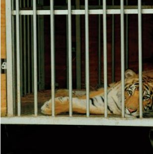 Un tigre en liberté retrouvé au Texas après une semaine de recherches Un tigre en liberté retrouvé au Texas après une semaine de recherches