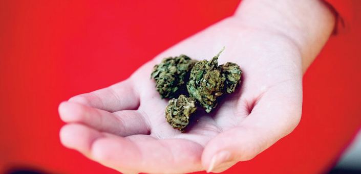 Les jeunes ont tendance à sous-estimer les dangers du cannabis