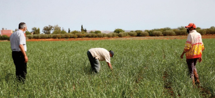 L’ agriculture biologique à Fès-Meknès, un marché à fort potentiel