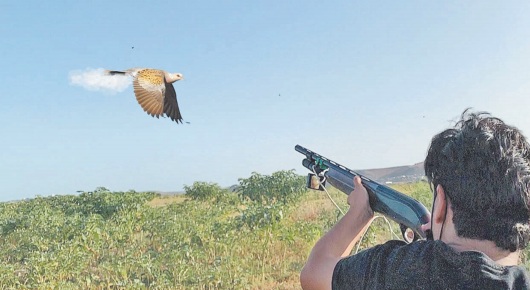 C’ est parti pour la chasse de la tourterelle