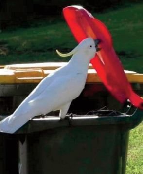 Rien n 'arrête les cacatoès, pas même un couvercle de poubelle Rien n 'arrête les cacatoès, pas même un couvercle de poubelle